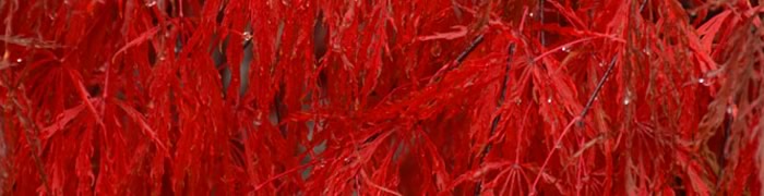 Servicios científicos tecnológicos en Ciencias Básicas